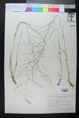 Muhlenbergia arenicola image