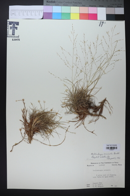 Muhlenbergia arenicola image