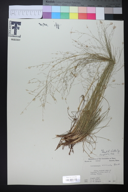 Muhlenbergia arenicola image