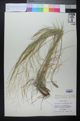 Muhlenbergia arenicola image