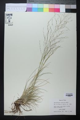 Muhlenbergia arenicola image