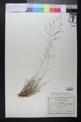 Muhlenbergia arenicola image