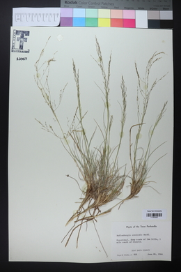 Muhlenbergia arenicola image