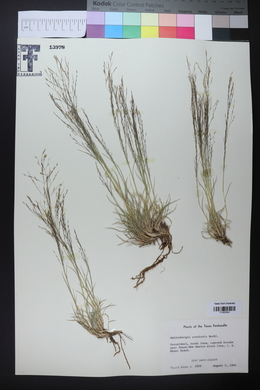 Muhlenbergia arenicola image