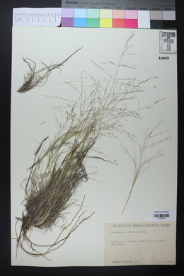 Muhlenbergia arenicola image