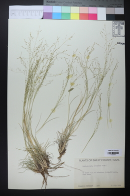 Muhlenbergia arenicola image