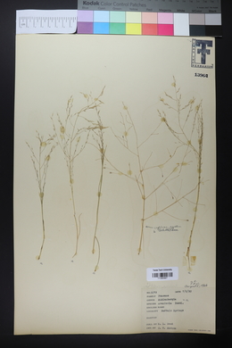 Muhlenbergia arenicola image