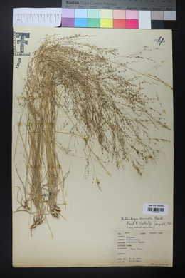 Muhlenbergia arenicola image