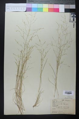 Muhlenbergia arenicola image