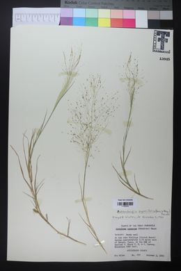 Muhlenbergia asperifolia image