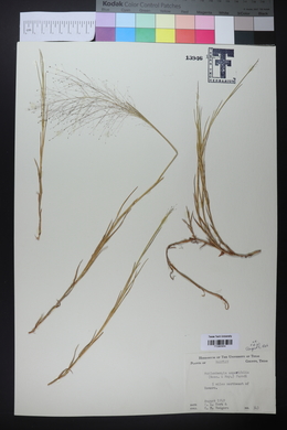 Muhlenbergia asperifolia image