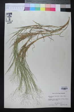 Muhlenbergia asperifolia image