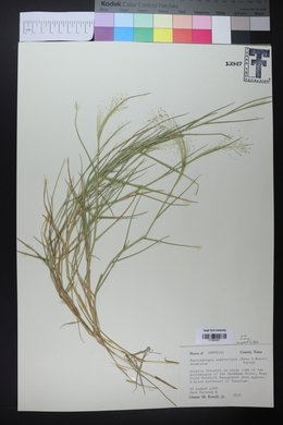 Muhlenbergia asperifolia image