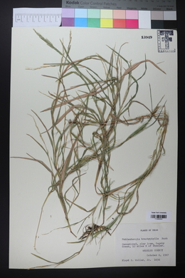 Muhlenbergia brachyphylla image