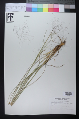 Muhlenbergia capillaris image