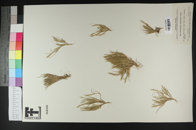 Muhlenbergia depauperata image