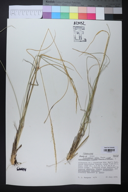 Muhlenbergia dubia image