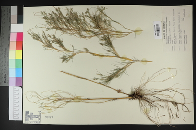 Muhlenbergia dumosa image