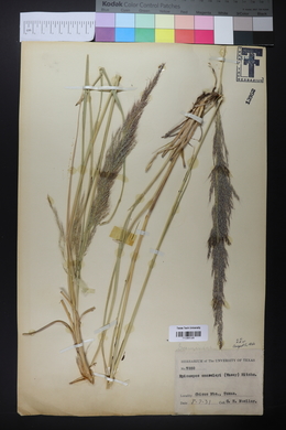 Muhlenbergia emersleyi image