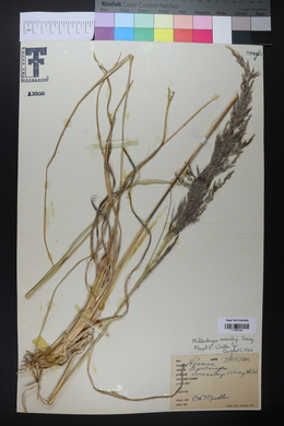 Muhlenbergia emersleyi image