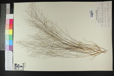 Muhlenbergia minutissima image