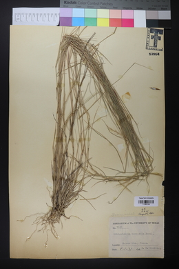 Muhlenbergia tenuifolia image