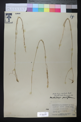 Muhlenbergia tenuifolia image