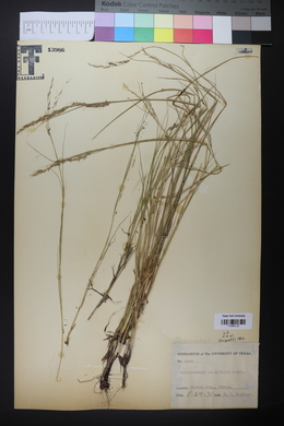 Muhlenbergia pauciflora image