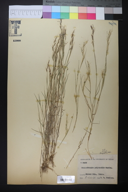 Muhlenbergia polycaulis image