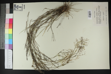 Muhlenbergia porteri image