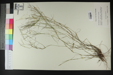 Muhlenbergia porteri image