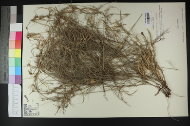 Muhlenbergia porteri image