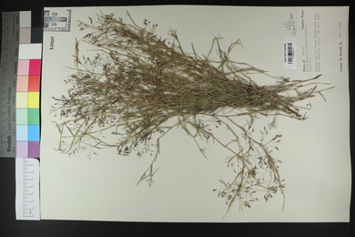 Muhlenbergia porteri image