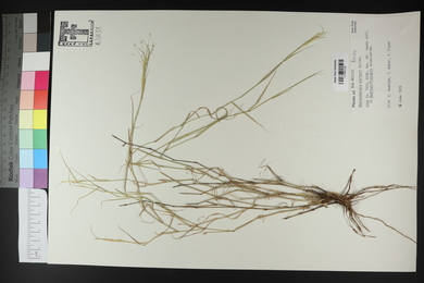 Muhlenbergia porteri image