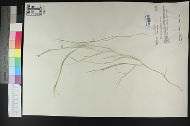 Muhlenbergia porteri image