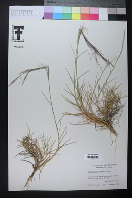 Muhlenbergia pungens image