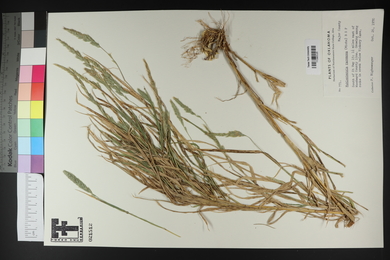 Muhlenbergia racemosa image