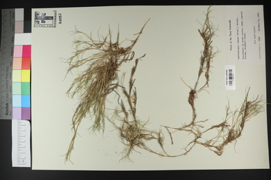 Muhlenbergia repens image