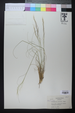 Muhlenbergia setifolia image