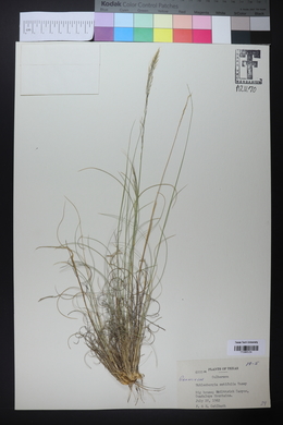 Muhlenbergia setifolia image