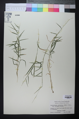 Muhlenbergia sobolifera image