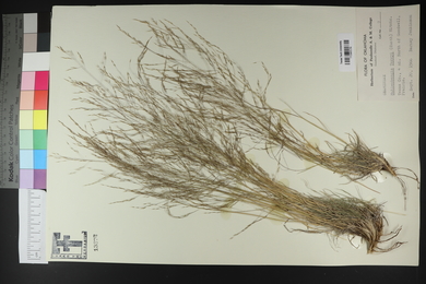 Muhlenbergia torreyi image