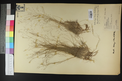 Muhlenbergia torreyi image