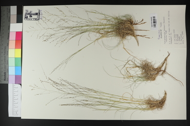 Muhlenbergia torreyi image