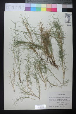 Muhlenbergia utilis image