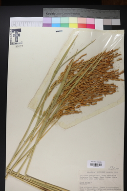 Oryza sativa image