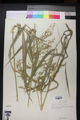 Panicum amarum image