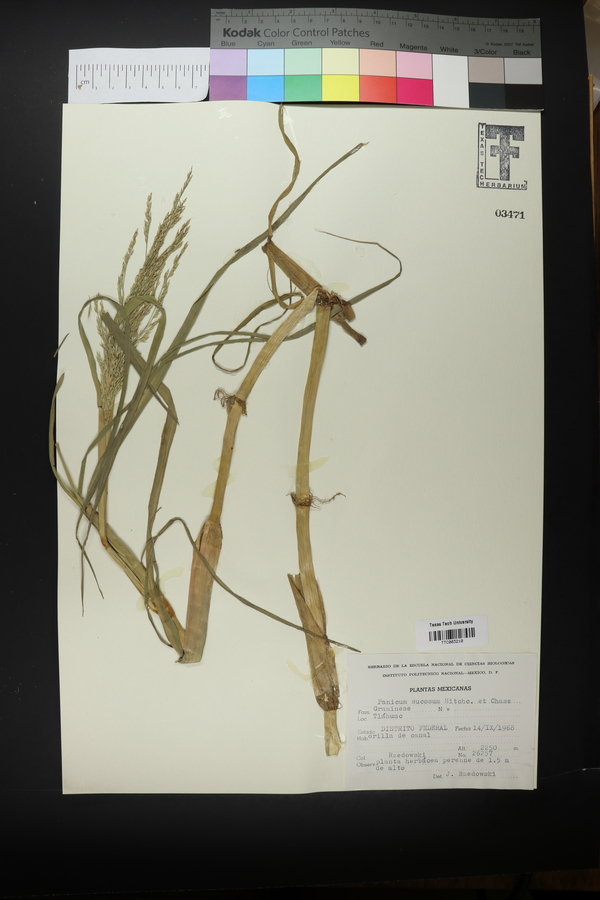 Panicum sucosum image