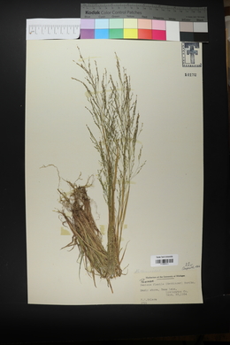 Panicum flexile image