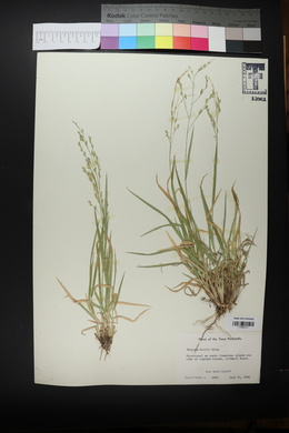 Panicum hallii image